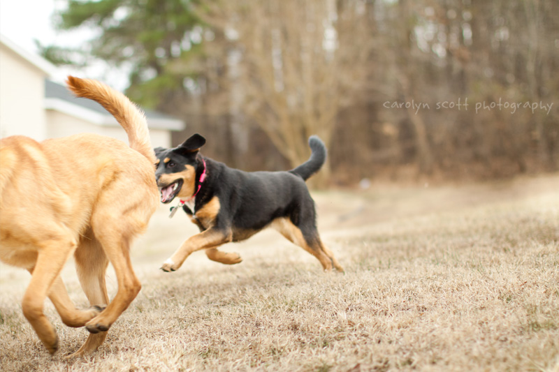 pet photographer