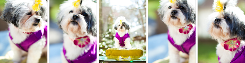 Raleigh pet photographer