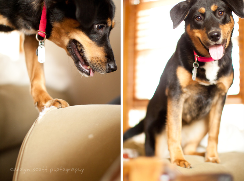 raleigh pet photographer