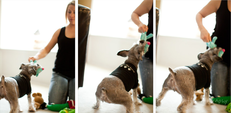 north carolina pet photographer north carolina pet photographer
