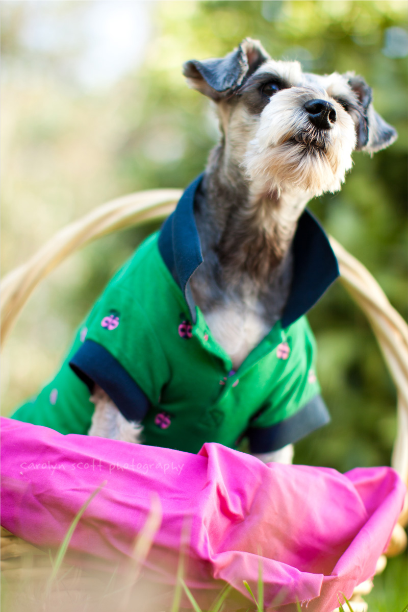 Miniature Schnauzer Miniature Schnauzer