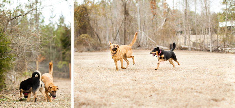 german shepherd lab mix