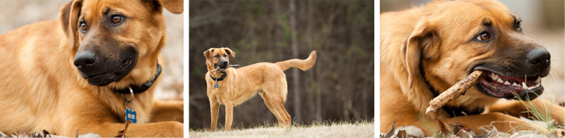 dog photographer