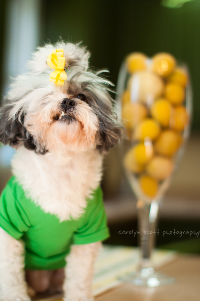 dog photographer raleigh dog photographer raleigh