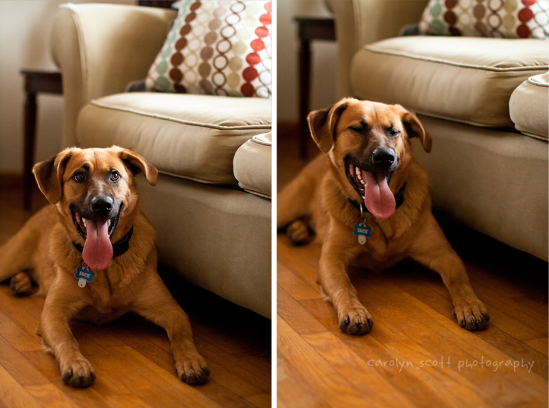 raleigh pet photographer