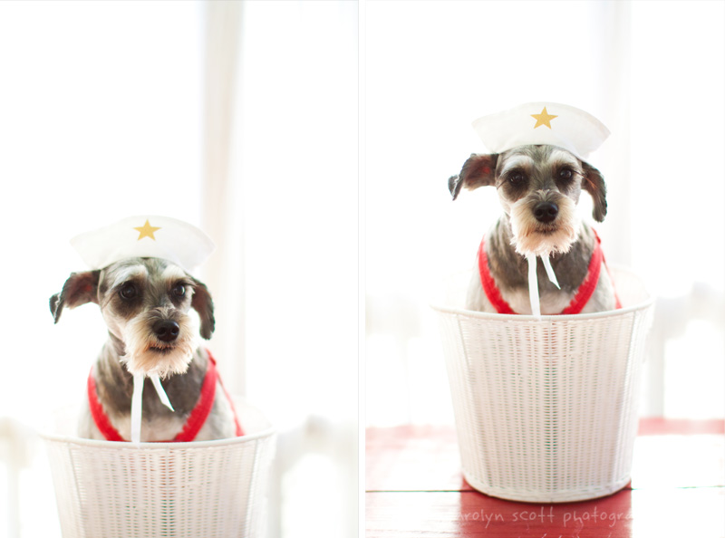 dog sailor costume