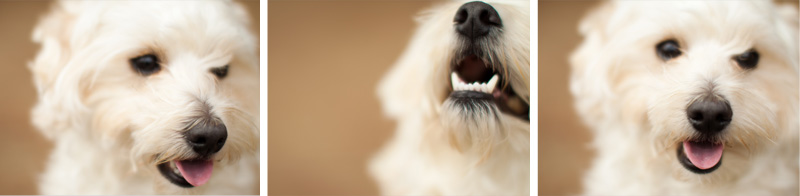 maltese poodle mix