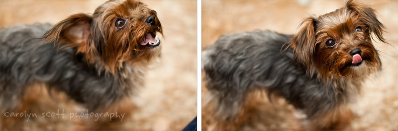 yorkie poodle mix