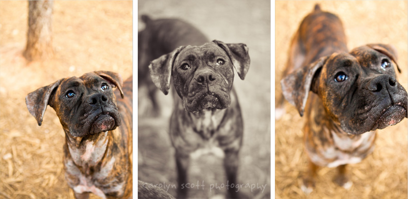 dog photographer raleigh nc