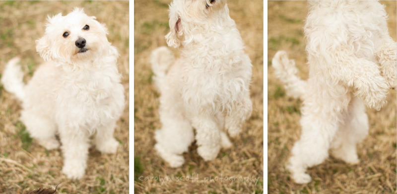 maltese poodle mix