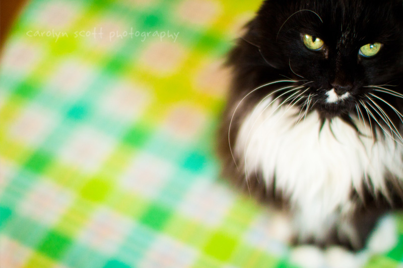 cat photographer cat photographer