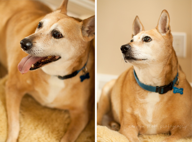 Raleigh NC pet photographer Raleigh NC pet photographer