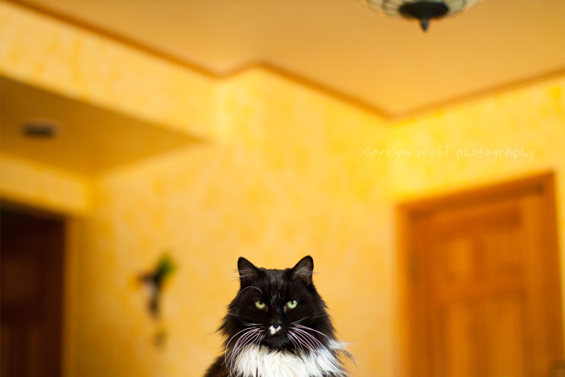 Raleigh pet photographer Raleigh pet photographer