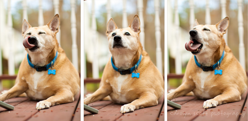 Raleigh pet photographer