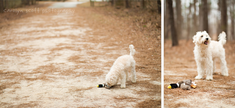 pet photographer in raleigh pet photographer in raleigh