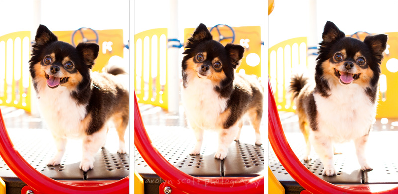Long-haired chihuahua Long-haired chihuahua