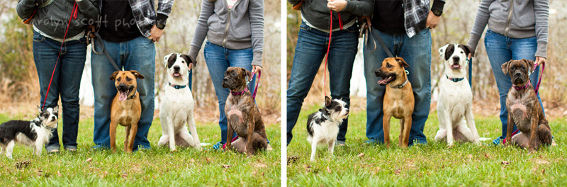 raleigh dog photographer raleigh dog photographer