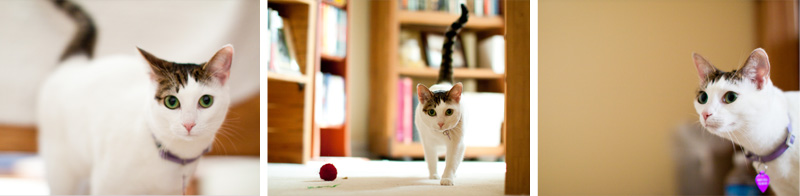 cat portraits raleigh cat portraits raleigh