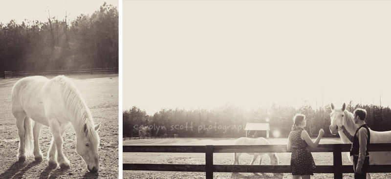 Horse farm portraits