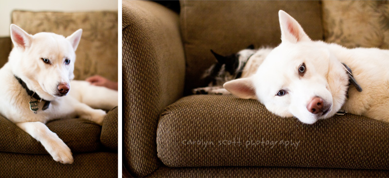 pet photographer raleigh pet photographer raleigh