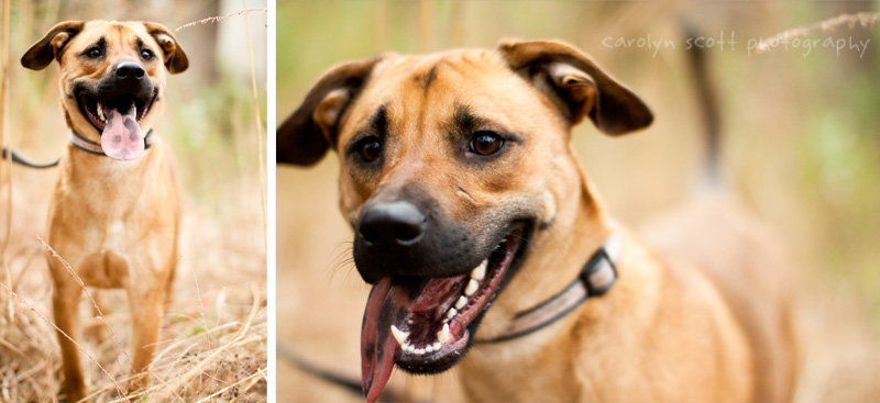 dog portraits north carolina