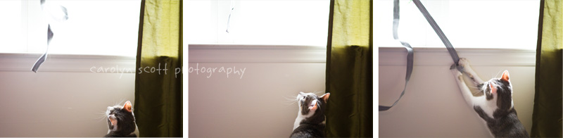 Raleigh pet photographer