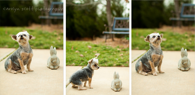 raleigh dog photographer