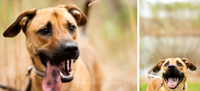 north carolina dog photographer