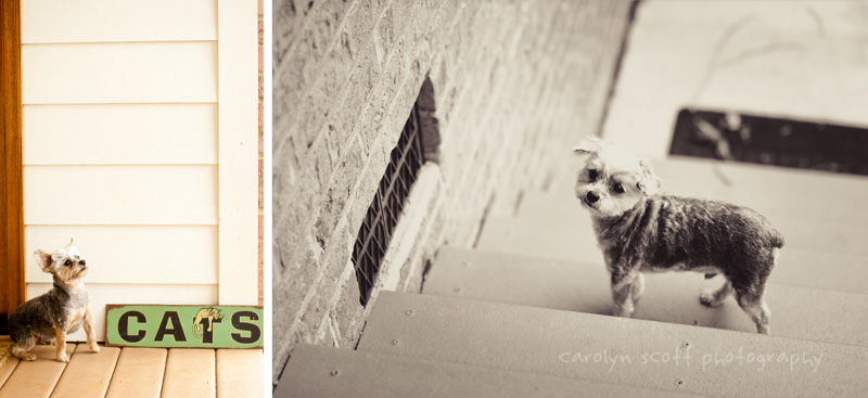 yorkie poo portraits