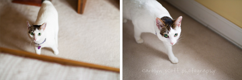 pet photographer raleigh pet photographer raleigh