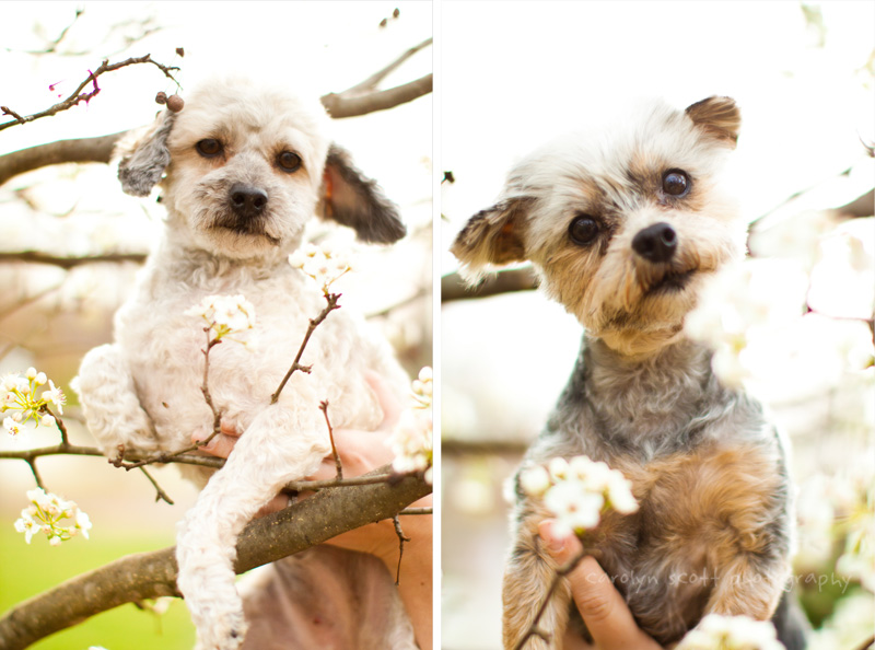 dog photography spring