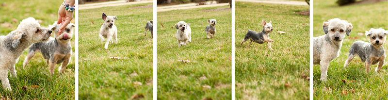 raleigh dog photography