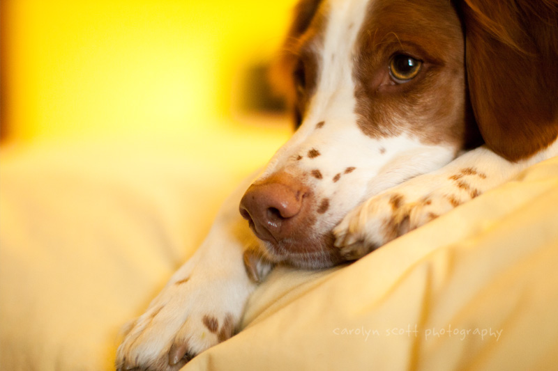 brittany spaniel portrait