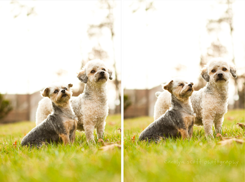 Raleigh dog photographer