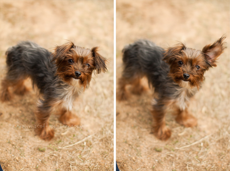 yorkie poodle mix