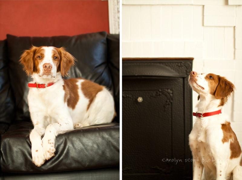 Raleigh pet photographer