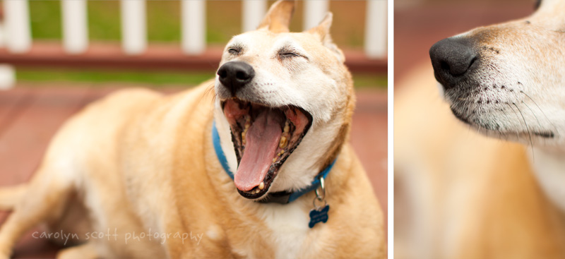 Raleigh dog photographer