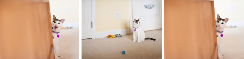 cat portraits cat portraits