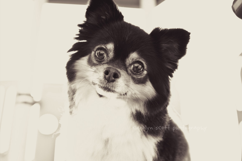 dog portraits dog portraits