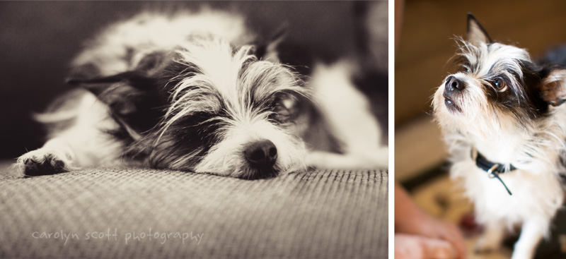 Raleigh dog photographer Raleigh dog photographer