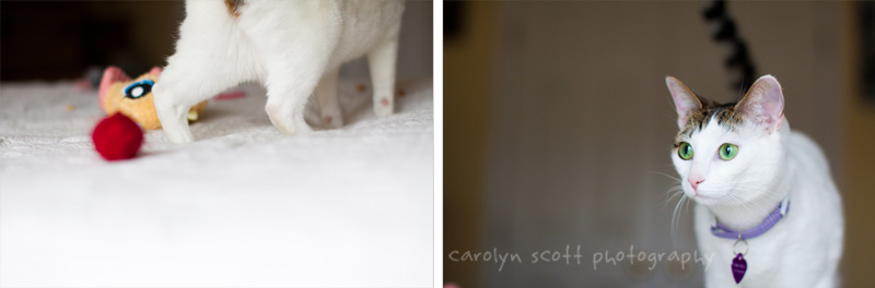 raleigh pet photographer