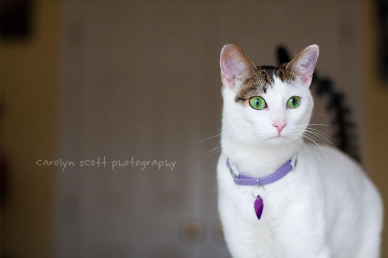 raleigh pet photographer