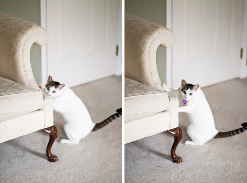 raleigh pet photographer raleigh pet photographer