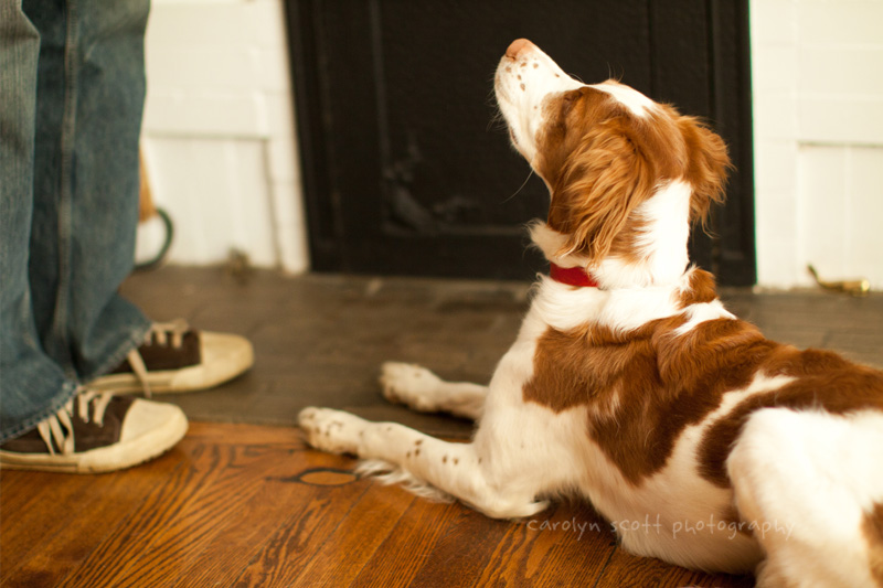 Brittany Spaniel