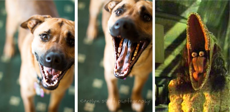 Beetlejuice dog yawns