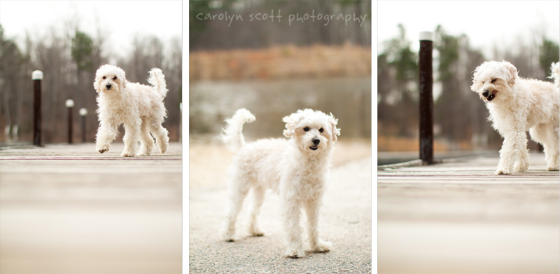 raleigh pet photographer