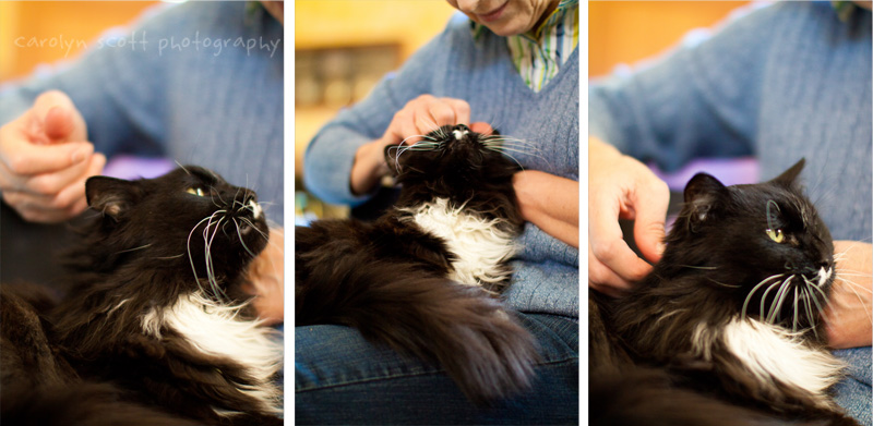 cat portraits cat portraits