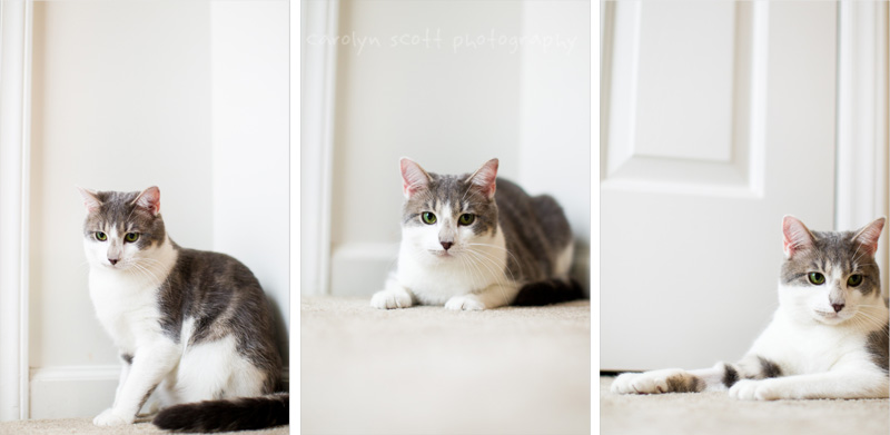 Raleigh pet photographer