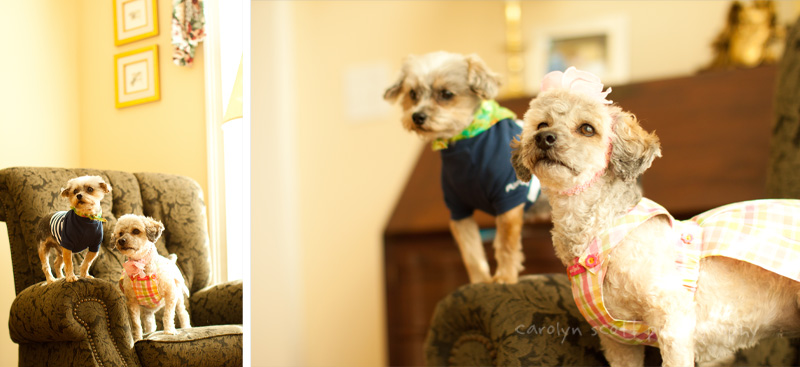 durham pet photographer