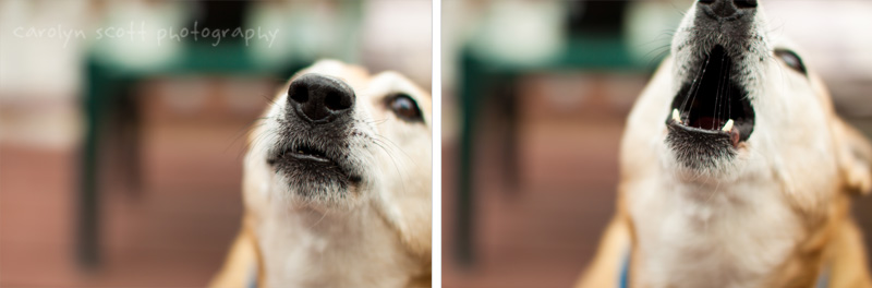 dog portraits dog portraits